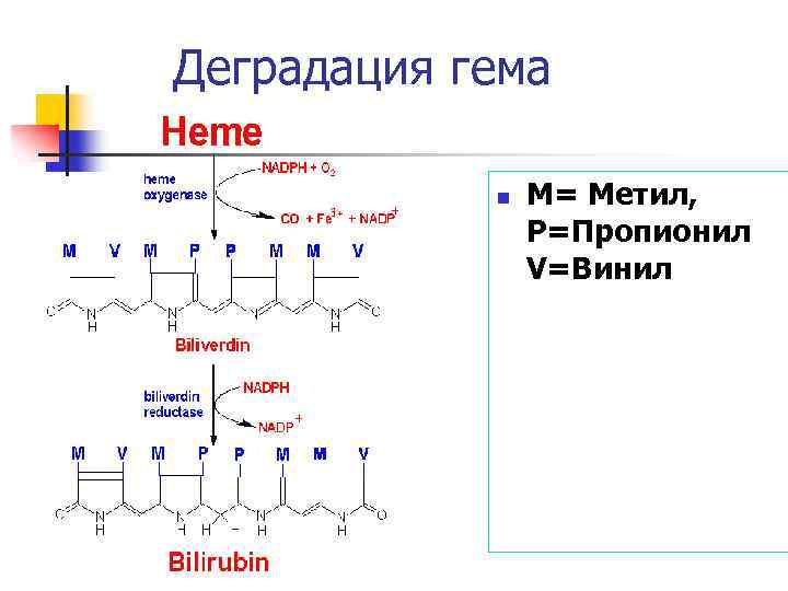 Деградация гема n M= Метил, P=Пропионил V=Винил 
