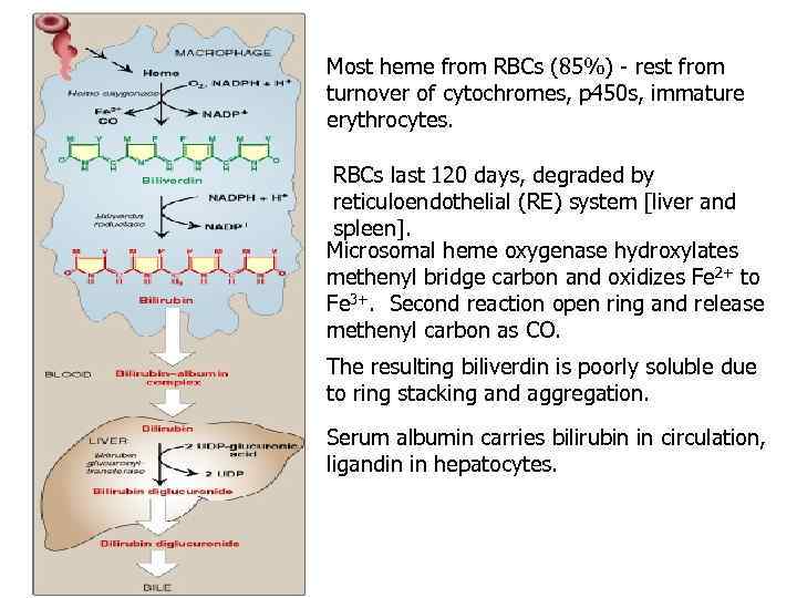 Most heme from RBCs (85%) - rest from turnover of cytochromes, p 450 s,