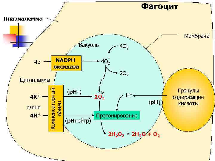 Фагоцит Плазмалемма Мембрана Вакуоль NADPH оксидаза 4 e- 4 O 2 2 O 2