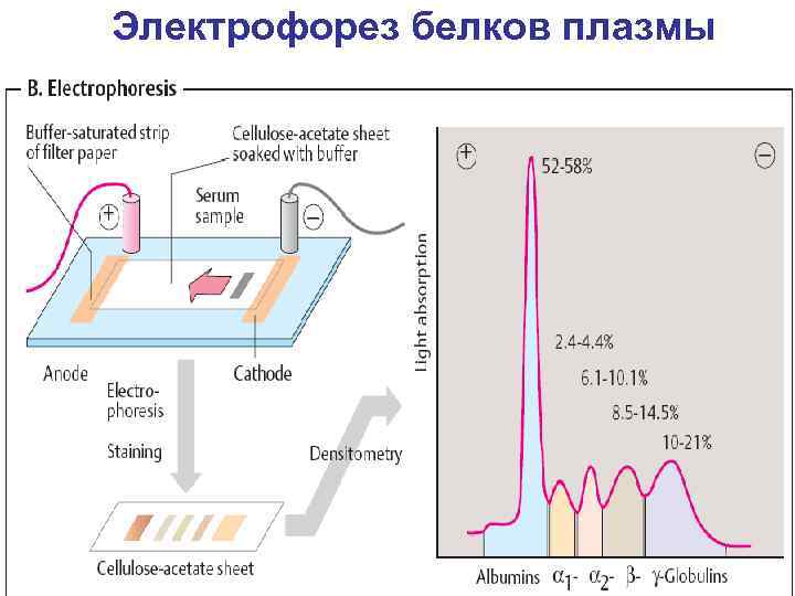 Электрофорез белков плазмы 