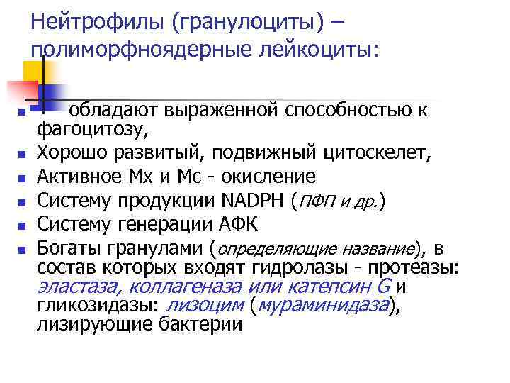 Нейтрофилы (гранулоциты) – полиморфноядерные лейкоциты: n n n обладают выраженной способностью к фагоцитозу, Хорошо