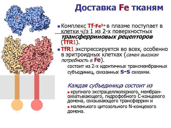 Доставка Fe тканям n Комплекс Tf-Fe 3+ в плазме поступает в клетки ч/з 1