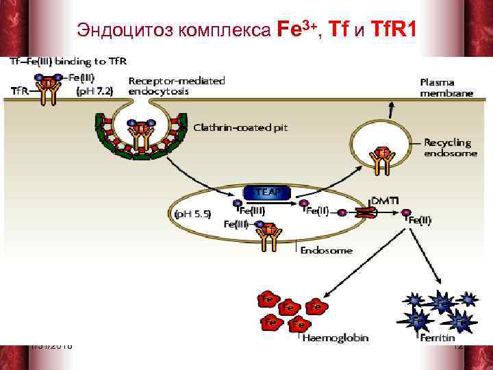 Эндоцитоз комплекса Fe 3+, Tf и Tf. R 1 1/31/2018 12 