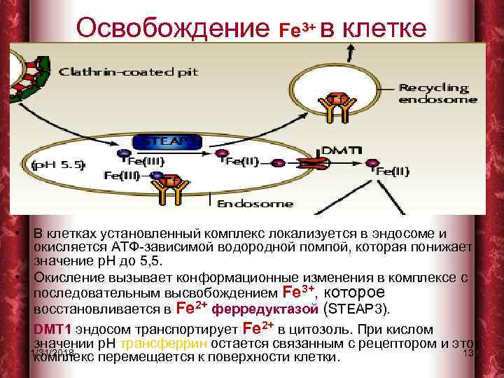 Освобождение Fe 3+ в клетке • В клетках установленный комплекс локализуется в эндосоме и