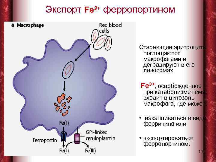 Экспорт Fe 2+ ферропортином Стареющие эритроциты поглощаются макрофагами и деградируют в его лизосомах Fe
