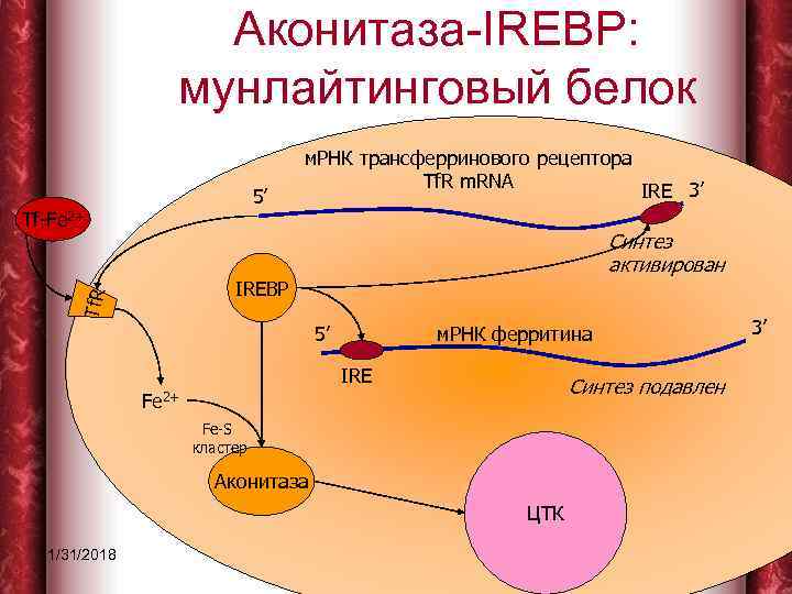 Аконитаза-IREBP: мунлайтинговый белок 5’ Tf-Fe 2+ м. РНК трансферринового рецептора Tf. R m. RNA