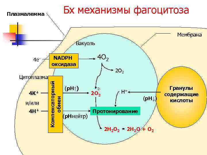 Бх механизмы фагоцитоза Плазмалемма Мембрана Вакуоль 4 e- NADPH оксидаза 4 O 2 2