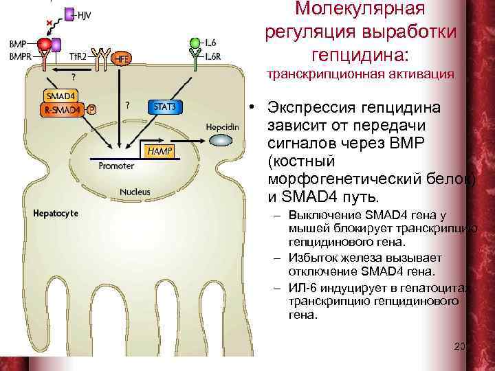 Молекулярная регуляция выработки гепцидина: транскрипционная активация • Экспрессия гепцидина зависит от передачи сигналов через