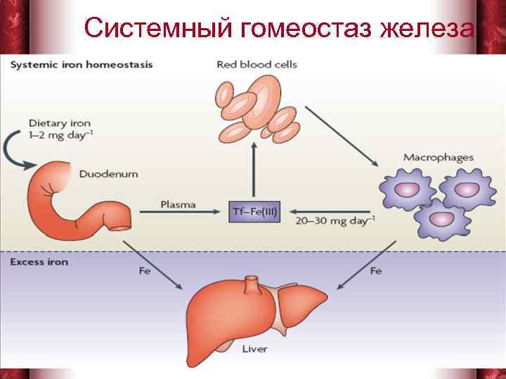 Системный гомеостаз железа 1/31/2018 6 