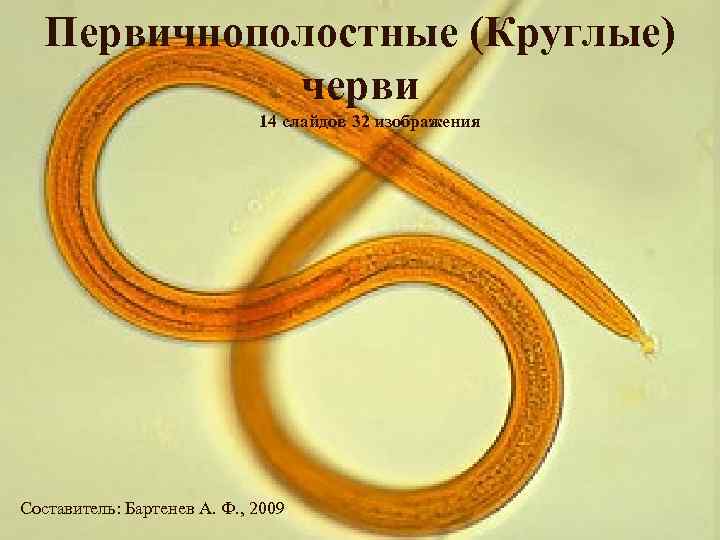 Первичнополостные (Круглые) черви 14 слайдов 32 изображения Составитель: Бартенев А. Ф. , 2009 