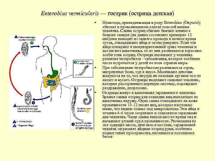 Жизненный цикл острицы схема