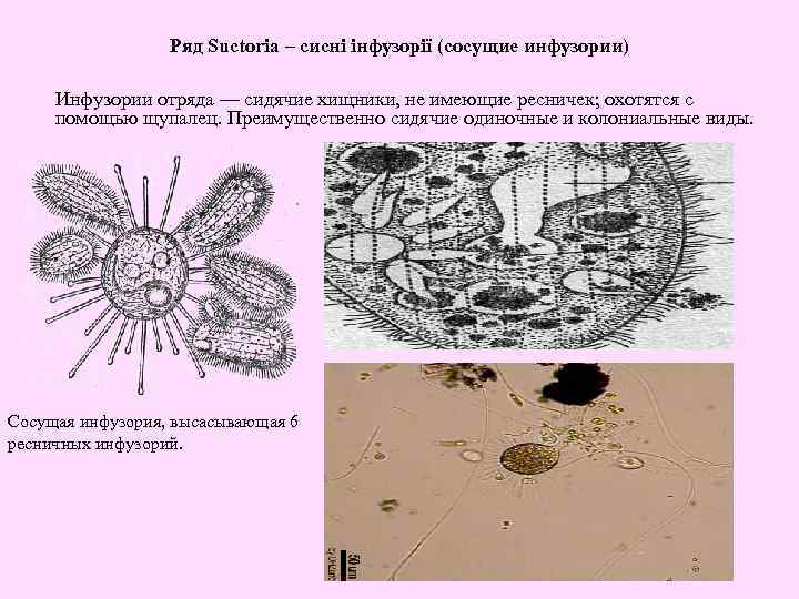 Ряд Suctoria – сисні інфузорії (сосущие инфузории) Инфузории отряда — сидячие хищники, не имеющие