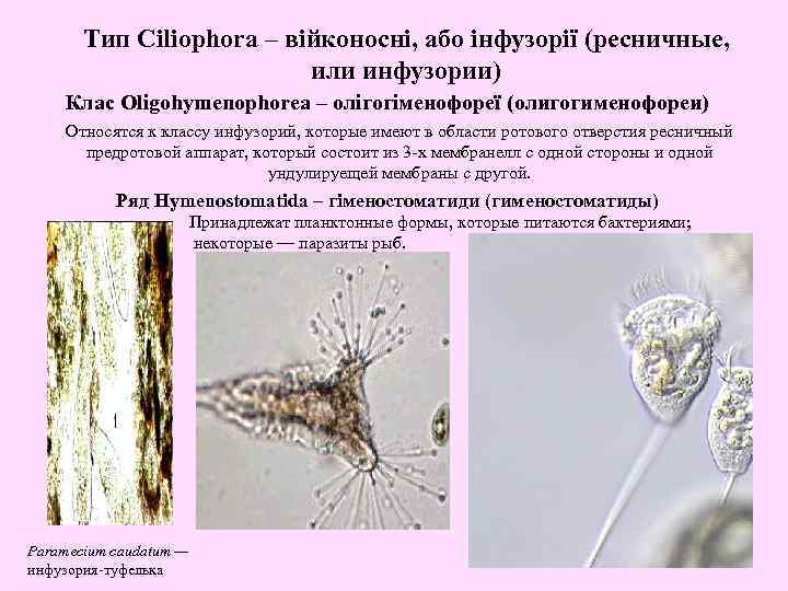 Тип Ciliophora – війконосні, або інфузорії (ресничные, или инфузории) Клас Oligohymenophorea – олігогіменофореї (олигогименофореи)