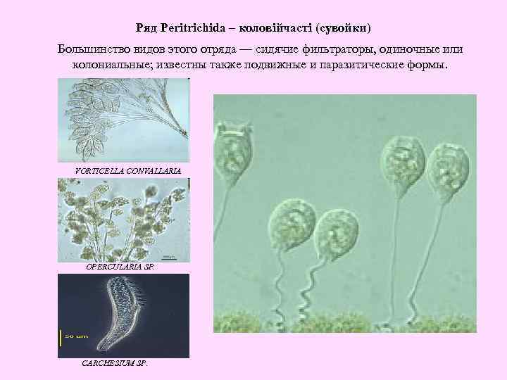 Ряд Peritrichida – коловійчасті (сувойки) Большинство видов этого отряда — сидячие фильтраторы, одиночные или