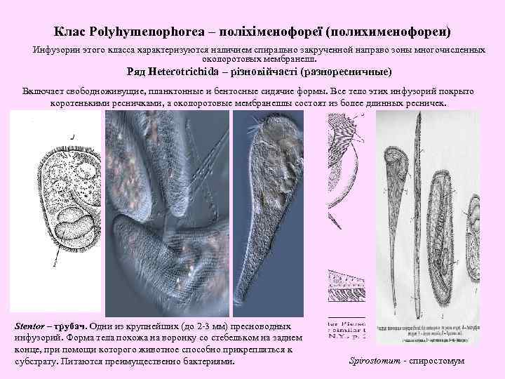 Клас Polyhymenophorea – поліхіменофореї (полихименофореи) Инфузории этого класса характеризуются наличием спирально закрученной направо зоны