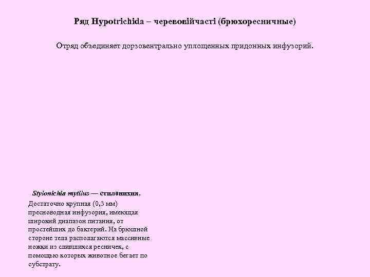 Ряд Hypotrichida – черевовійчасті (брюхоресничные) Отряд объединяет дорзовентрально уплощенных придонных инфузорий. Stylonichia mytilus —