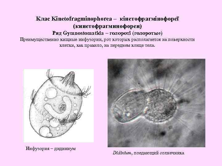 Клас Kinetofragminophorea – кінетофрагмінофореї (кинетофрагминофореи) Ряд Gymnostomatida – голороті (голоротые) Преимущественно хищные инфузории, рот