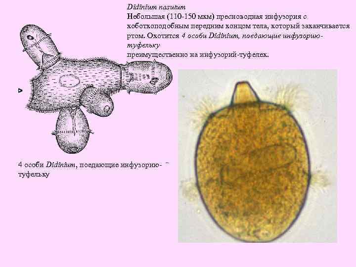 Didinium nasutum Небольшая (110 -150 мкм) пресноводная инфузория с хоботкоподобным передним концом тела, который