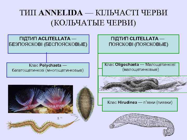 Кольчатые черви общая характеристика