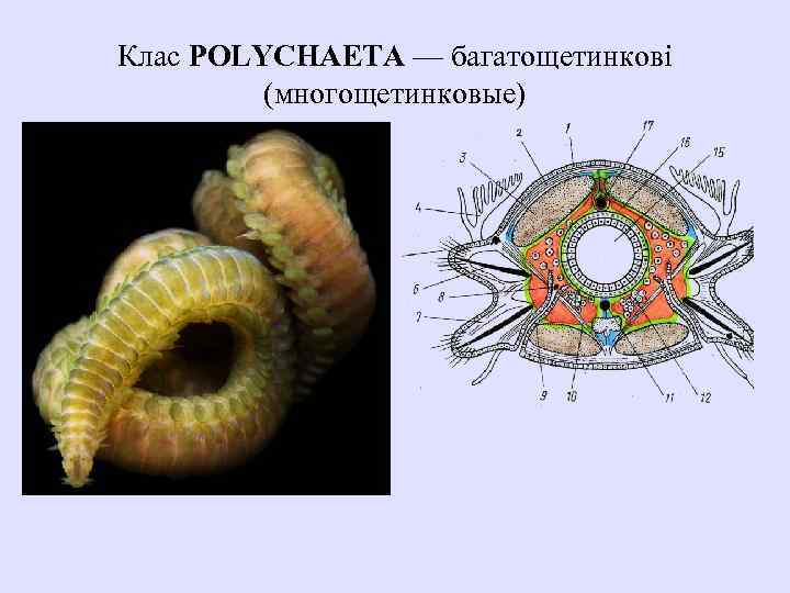Кольчатые черви группа организмов