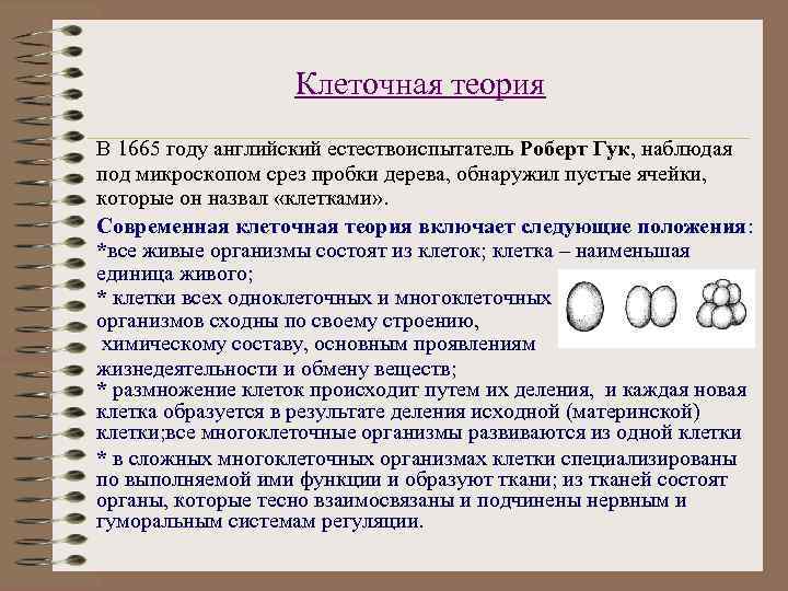 Клеточная теория В 1665 году английский естествоиспытатель Роберт Гук, наблюдая под микроскопом срез пробки