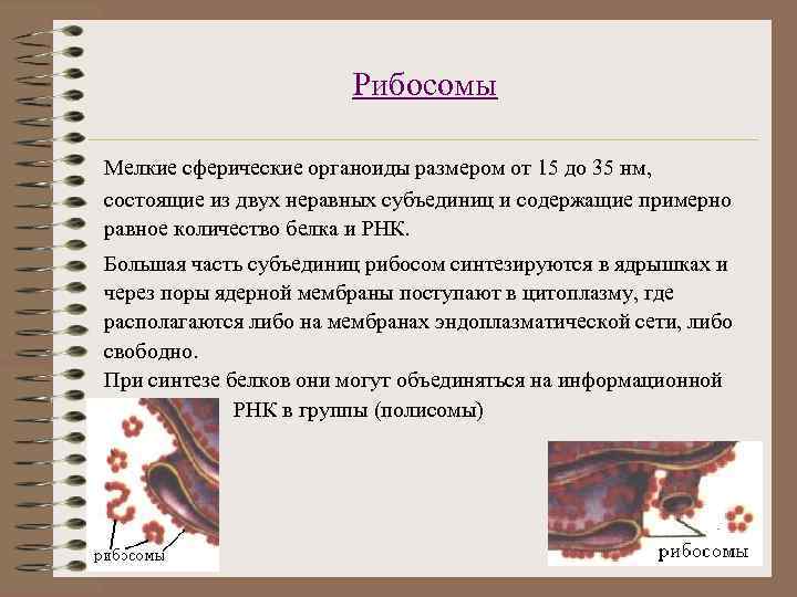 Рибосомы Мелкие сферические органоиды размером от 15 до 35 нм, состоящие из двух неравных