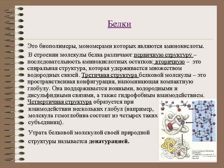 Белки Это биополимеры, мономерами которых являются аминокислоты. В строении молекулы белка различают первичную структуру
