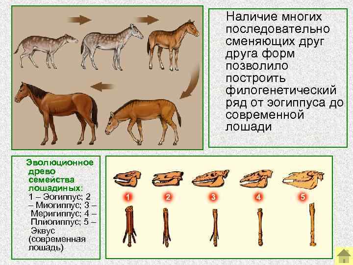 Наличие многих последовательно сменяющих друга форм позволило построить филогенетический ряд от эогиппуса до