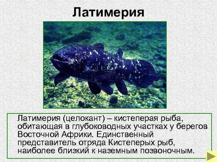 Латимерия (целокант) – кистеперая рыба, обитающая в глубоководных участках у берегов Восточной Африки. Единственный