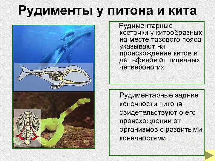 Рудименты у питона и кита Рудиментарные косточки у китообразных на месте тазового пояса указывают