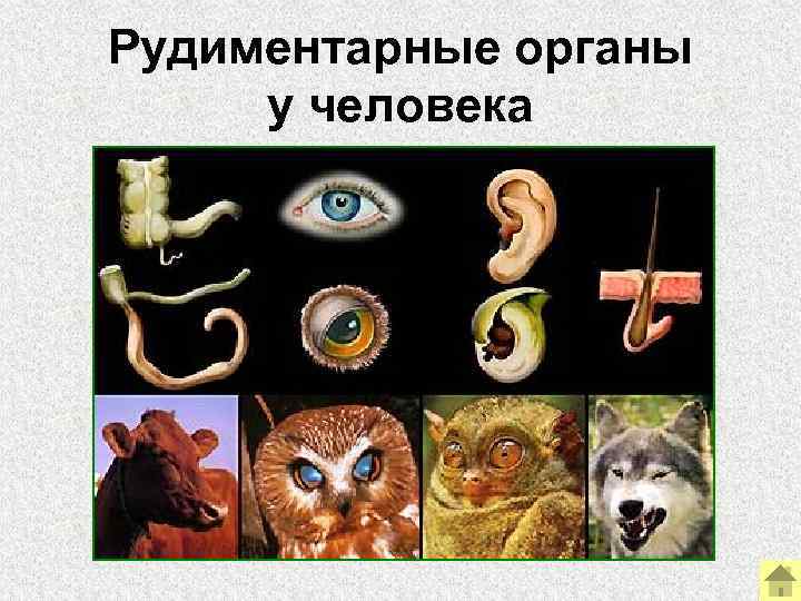 Рудиментарные органы у человека 