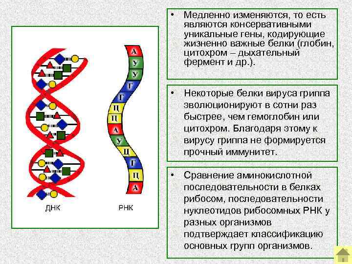  • Медленно изменяются, то есть являются консервативными уникальные гены, кодирующие жизненно важные белки
