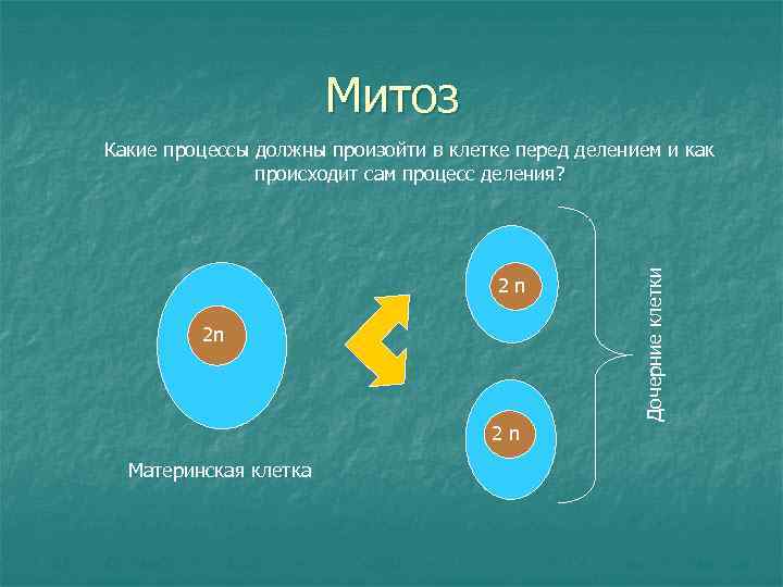 Митоз 2 n 2 n 2 n Материнская клетка Дочерние клетки Какие процессы должны