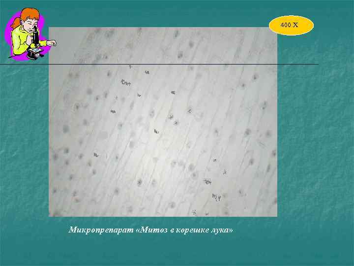 400 Х Микропрепарат «Митоз в корешке лука» 