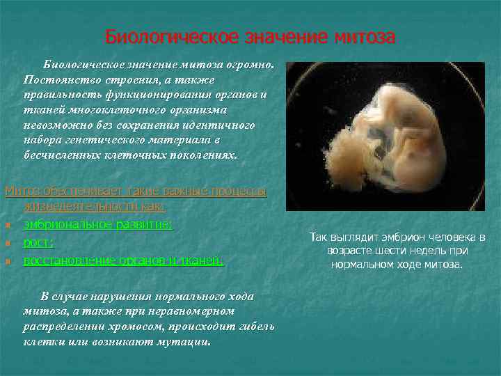 Биологическое значение митоза огромно. Постоянство строения, а также правильность функционирования органов и тканей многоклеточного