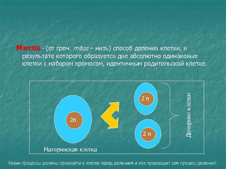 Митоз - (от греч. mitos – нить) способ деления клетки, в 2 n 2