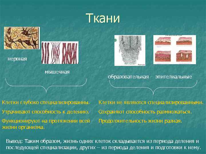 Ткани нервная мышечная образовательная эпителиальные Клетки глубоко специализированны. Клетки не являются специализированными. Утрачивают способность
