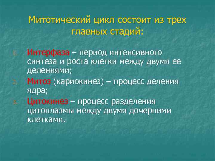 Митотический цикл состоит из трех главных стадий: 1. 2. 3. Интерфаза – период интенсивного