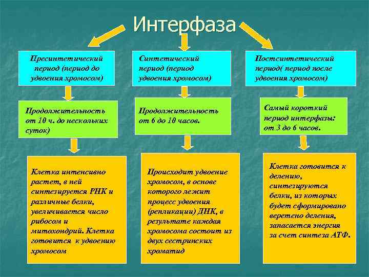Интерфаза Пресинтетический период (период до удвоения хромосом) Продолжительность от 10 ч. до нескольких суток)