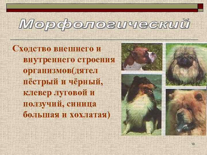 Сходство внешнего и внутреннего строения организмов(дятел пёстрый и чёрный, клевер луговой и ползучий, синица