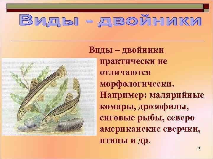 Виды – двойники практически не отличаются морфологически. Например: малярийные комары, дрозофилы, сиговые рыбы, северо