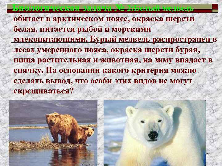 Биологическая задача № 2: Белый медведь обитает в арктическом поясе, окраска шерсти белая, питается