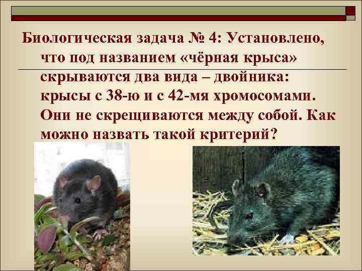 Биологическая задача № 4: Установлено, что под названием «чёрная крыса» скрываются два вида –