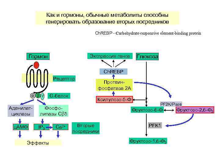 Как и гормоны, обычные метаболиты способны генерировать образование вторых посредников Ch. REBP - Carbohydrate-responsive