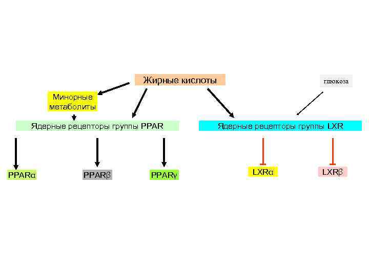 Жирные кислоты глюкоза Минорные метаболиты Ядерные рецепторы группы PPARα PPARβ PPARγ Ядерные рецепторы группы