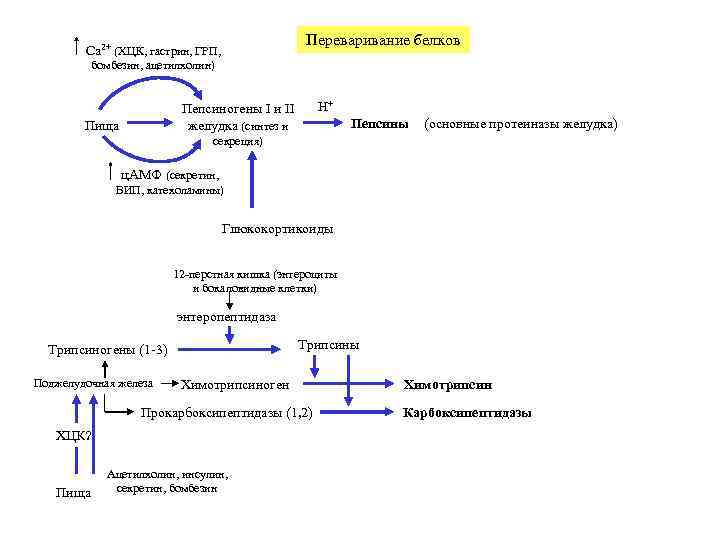 Ca 2+ (ХЦК, гастрин, ГРП, Переваривание белков бомбезин, ацетилхолин) H+ Пепсиногены I и II