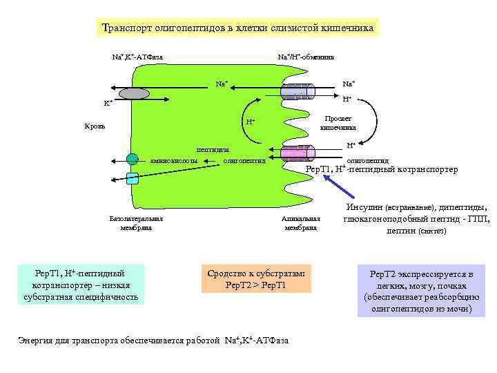 Транспорт олигопептидов в клетки слизистой кишечника Na+, K+-АТФаза Na+/H+-обменник Na+ H+ K+ Просвет кишечника