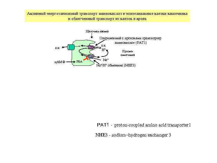 Активный энергозависимый транспорт аминокислот в эпителиальные клетки кишечника и облегченный транспорт из клеток в