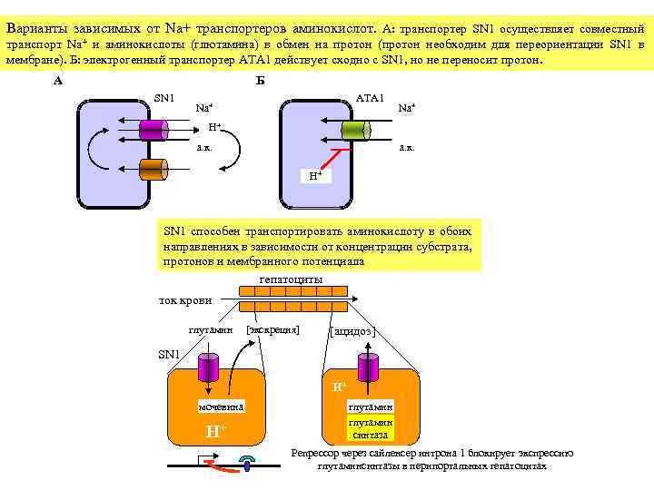 Варианты зависимых от Na+ транспортеров аминокислот. А: транспортер SN 1 осуществляет совместный транспорт Na+