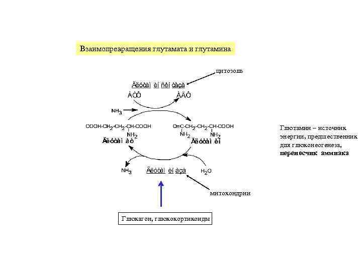 Взаимопревращения глутамата и глутамина цитозоль Глютамин – источник энергии, предшественник для глюконеогенеза, переносчик аммиака